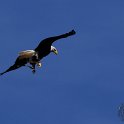 Le Bal des Oiseaux Fantômes